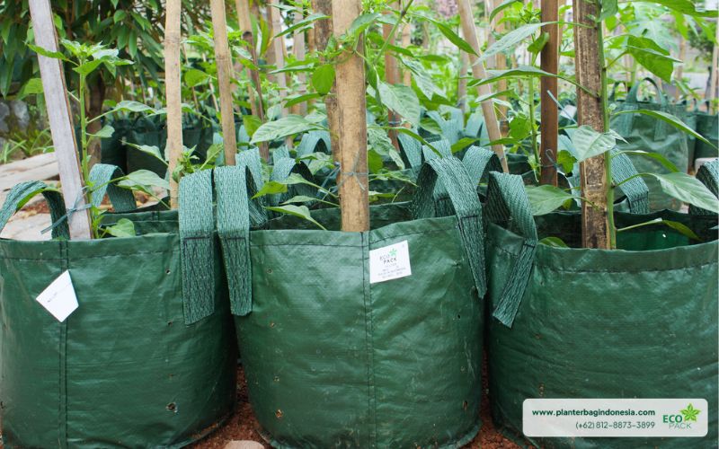 Manfaat Menggunakan Planter Bag: Efisiensi Pemanfaatan Air
