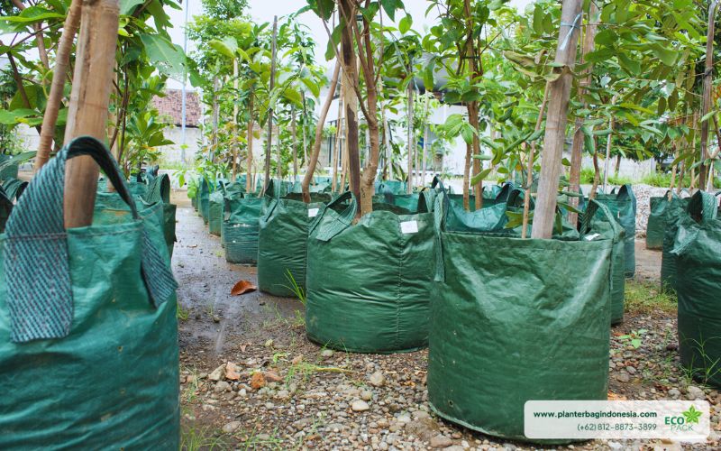 Salah Satu Manfaat Planter Bag Eco Pack: Drainase yang Baik