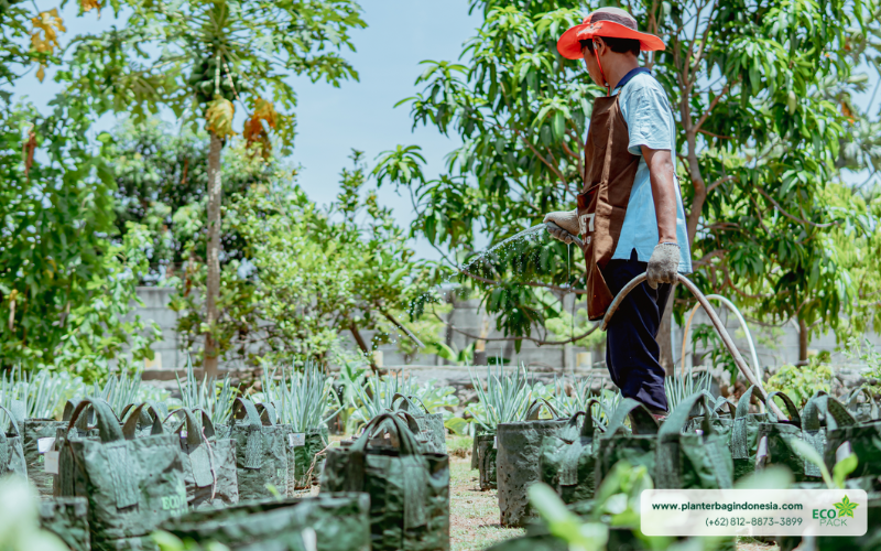 Penyiraman, Merawat Tanaman di Planter bag