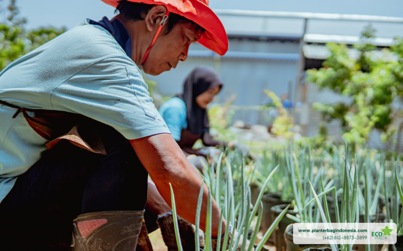 Perawatan Tanaman di Planter Bag