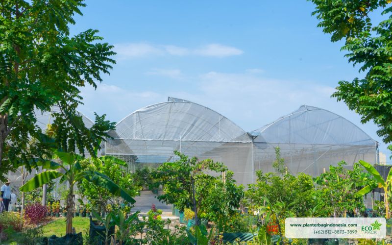 Plastik UV Untuk Green House